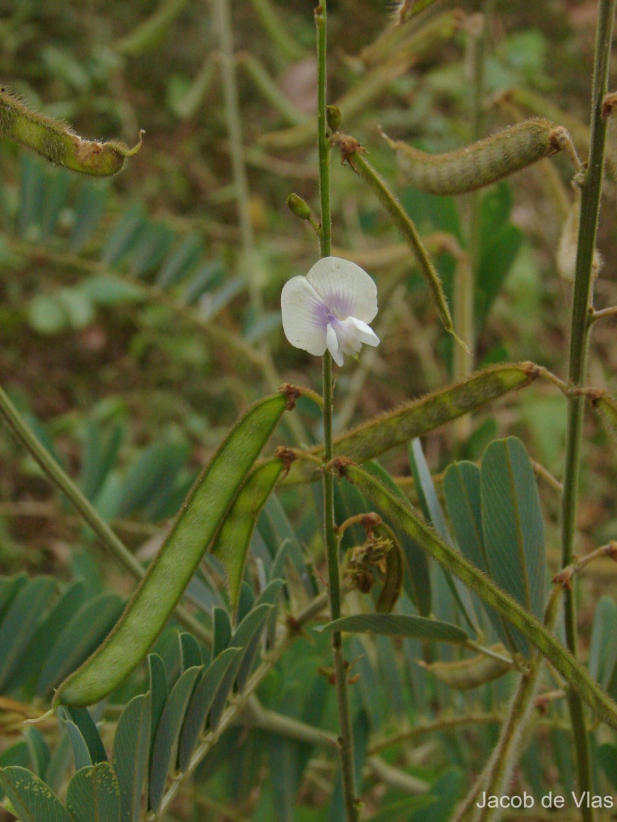 Tephrosia noctiflora Bojer ex Baker